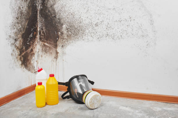 Best Home Mold Removal  in Springerville, AZ