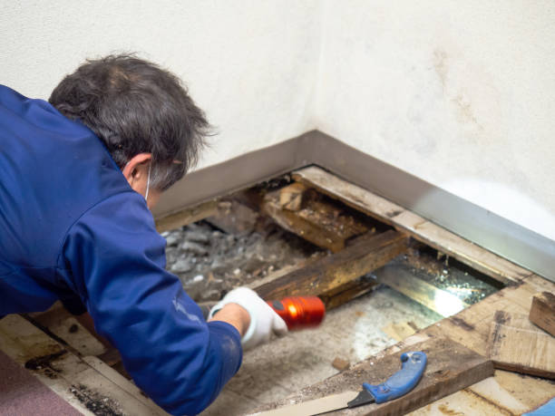 Mold Testing and Removal in Springerville, AZ