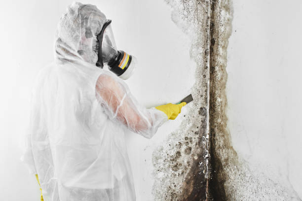 Best Mold Cleaning Services  in Springerville, AZ