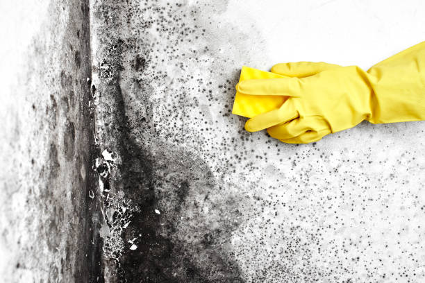 Best Same-Day Mold Removal  in Springerville, AZ