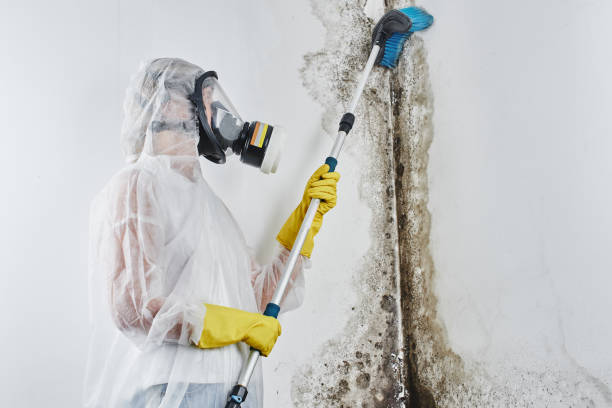 Best Mold Damage Repair  in Springerville, AZ