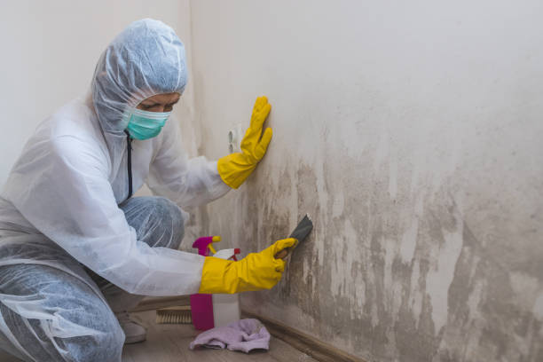 Best Mold Remediation Experts  in Springerville, AZ