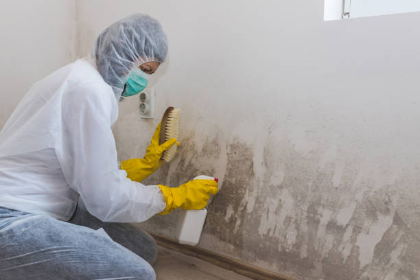 Best Fast Mold Removal  in Springerville, AZ