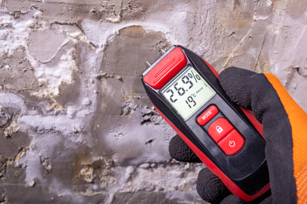 Home Mold Removal in Springerville, AZ