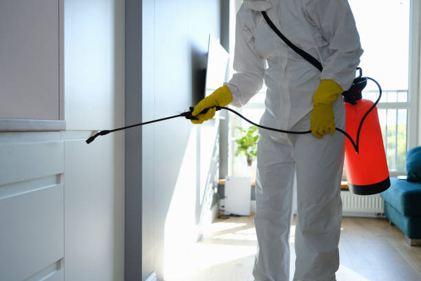 Best Mold Remediation  in Springerville, AZ