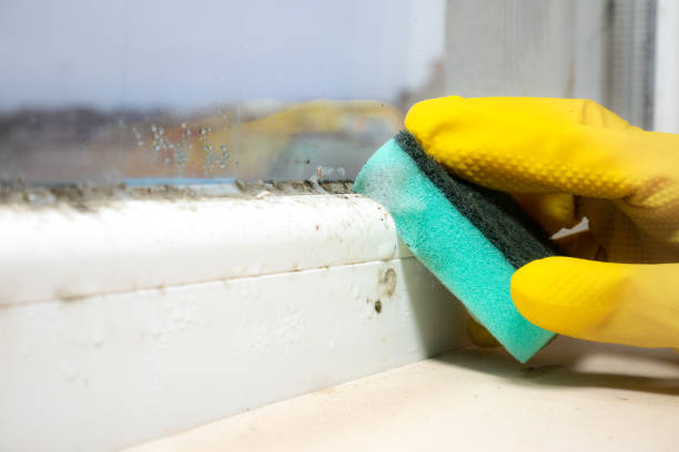 Attic Mold Removal in Springerville, AZ