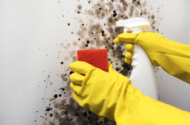 Best Office Mold Removal Services  in Springerville, AZ