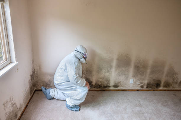 Best Emergency Mold Removal  in Springerville, AZ