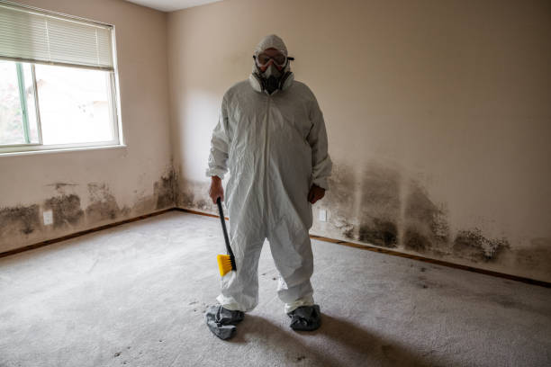 Best Best Mold Removal Companies  in Springerville, AZ