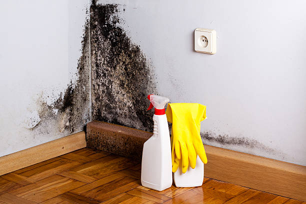Best Affordable Mold Removal  in Springerville, AZ