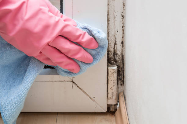 Home Mold Removal in Springerville, AZ