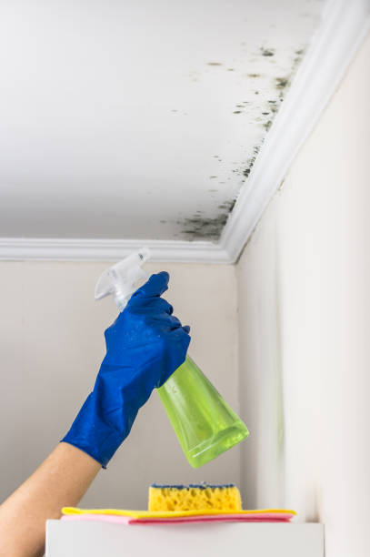 Professional Mold Removal in Springerville, AZ